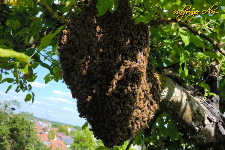 Hilfe, ein Bienenschwarm!