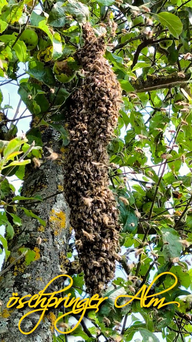 Bienenschwarm - öschpringer Alm