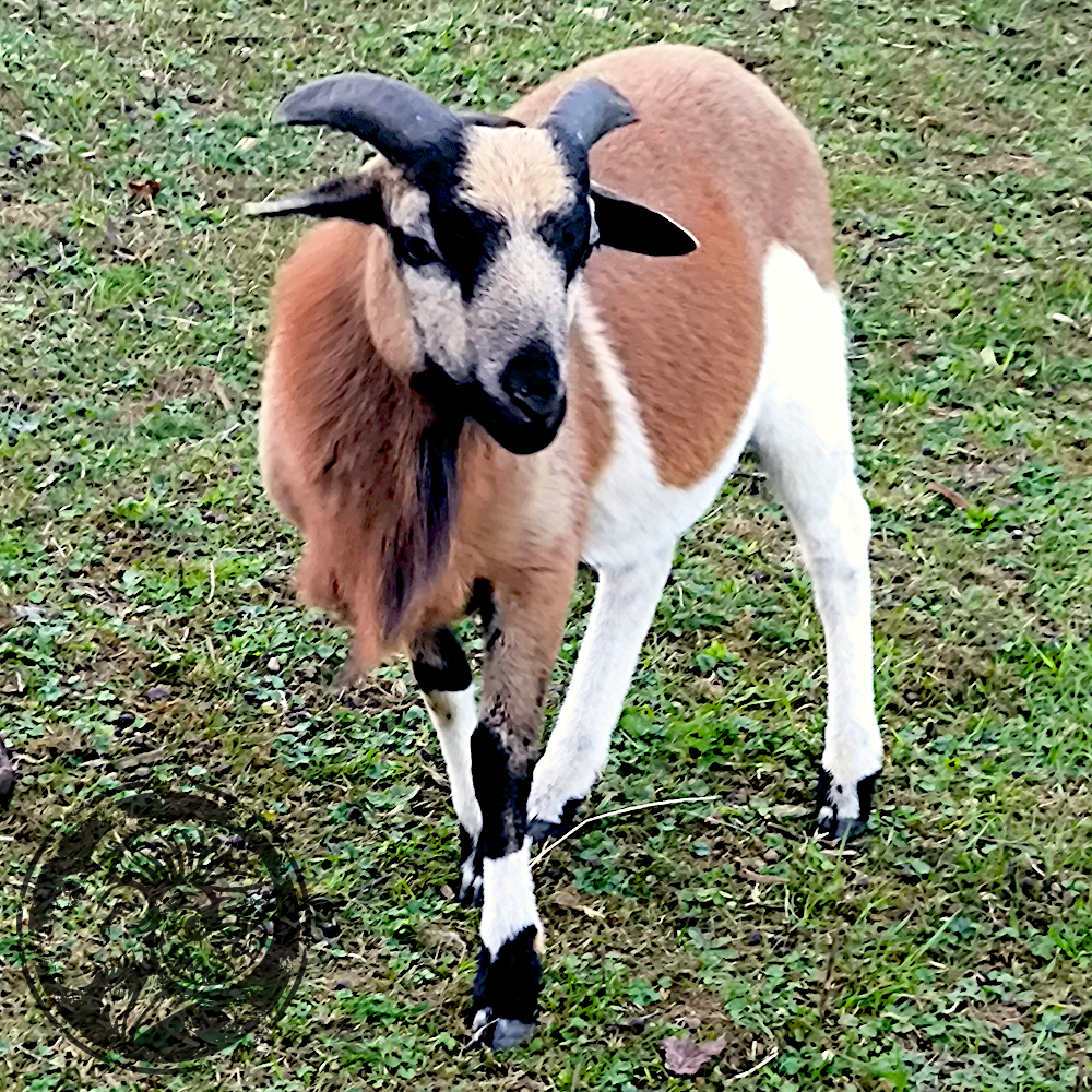 Patenschaf Kenny-Leggings