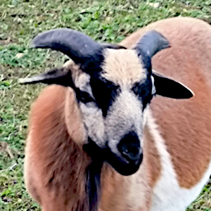 Patenschaf Kenny-Leggings